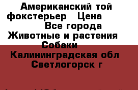 Американский той фокстерьер › Цена ­ 25 000 - Все города Животные и растения » Собаки   . Калининградская обл.,Светлогорск г.